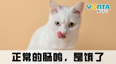 肚子总爱“咕咕叫”？除了饿，还有这4种原因！